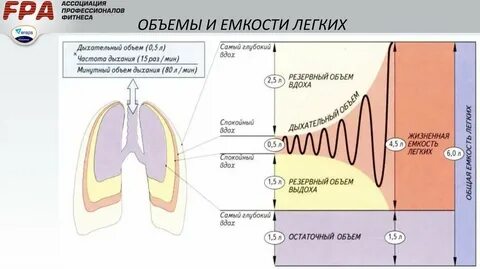 Буквы обозначающие объем легких