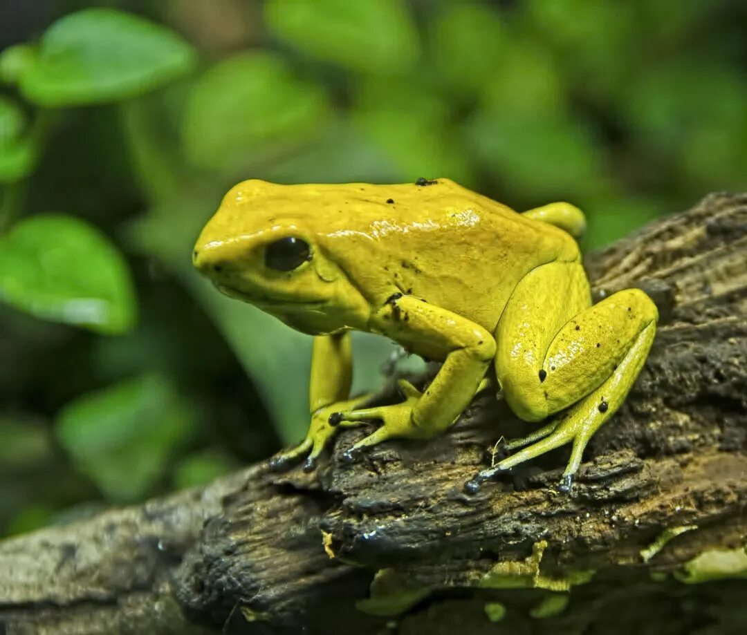 Лягушка хамелеон. Лягушка древолаз. Какие виды лягушек бывают. Розовая древолаз квакша. Какие виды лягушек бывают.