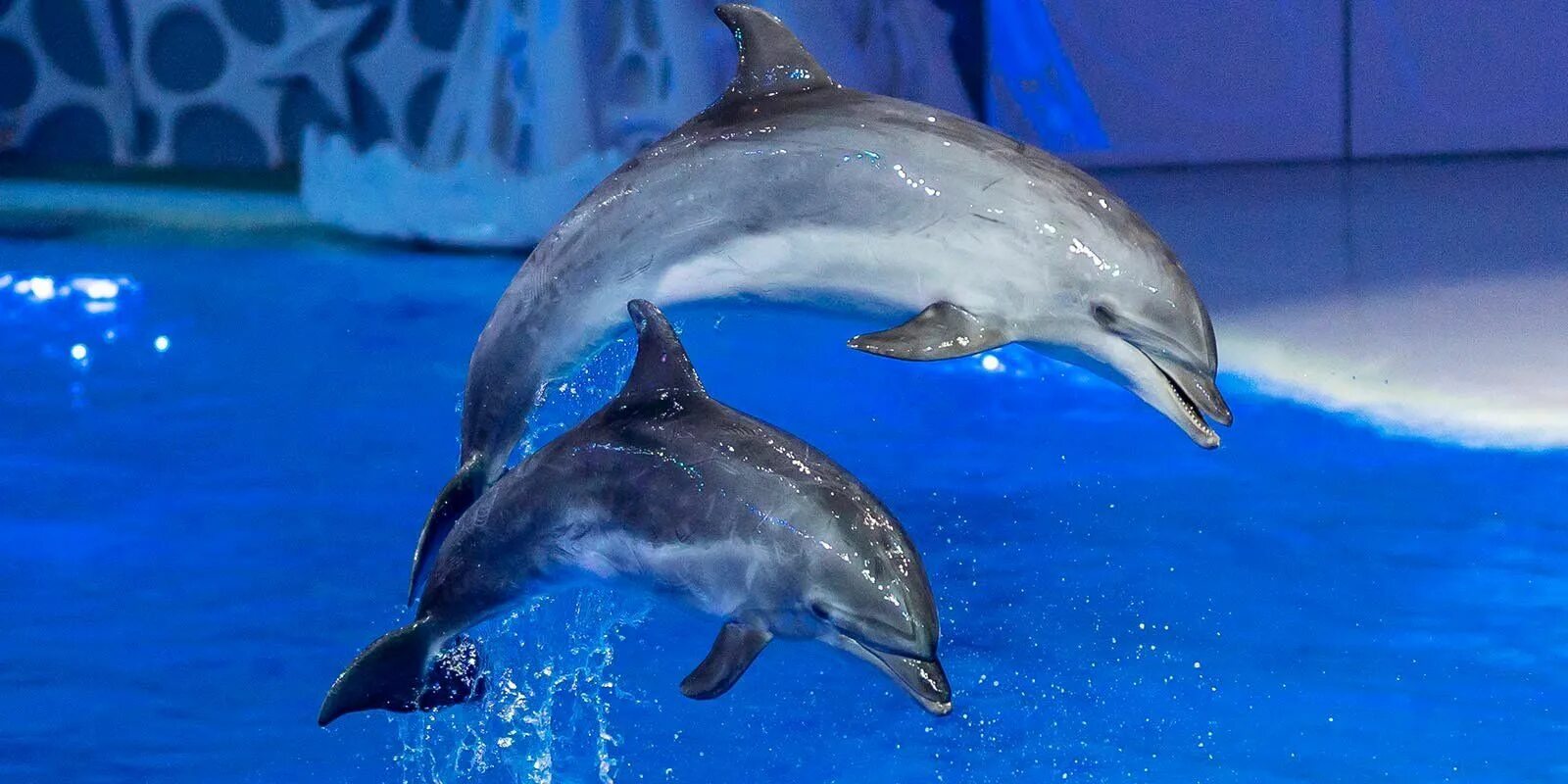 Дельфин вднх