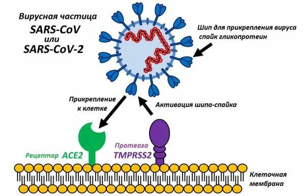 Апф фермент. Ангиотензин-превращающий фермент 2 (ace2). Рецепторы АПФ 2 И коронавирус. Рецепторы клеток для SARS-cov-2. Рецепторы клетки к вирусу.