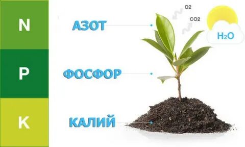 Для чего нужен калий для цветов