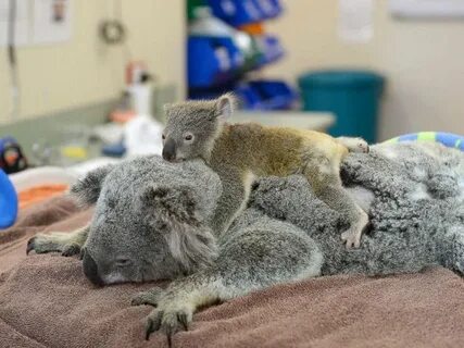 Koala mum rescued перевод