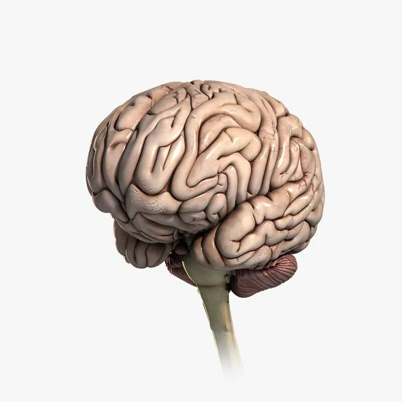 Brain model. Муляж мозга. Модель головного мозга. Макет мозга.