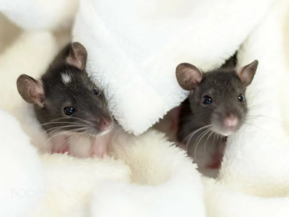 Мыши пара. Крыса. Красивые крысы. Милые крысы. Милая крыса.