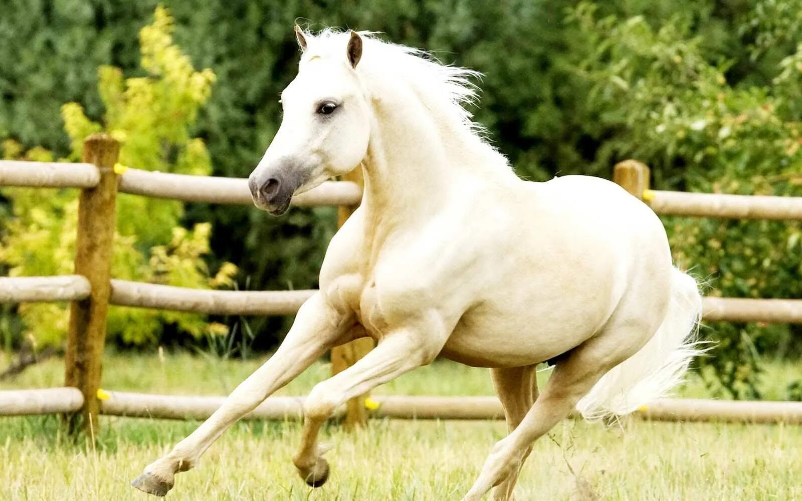 160 лошадей. Соловая масть Мустанг. Соловая масть лошадей. Белая масть лошади. Соловая кобыла Мустанг.