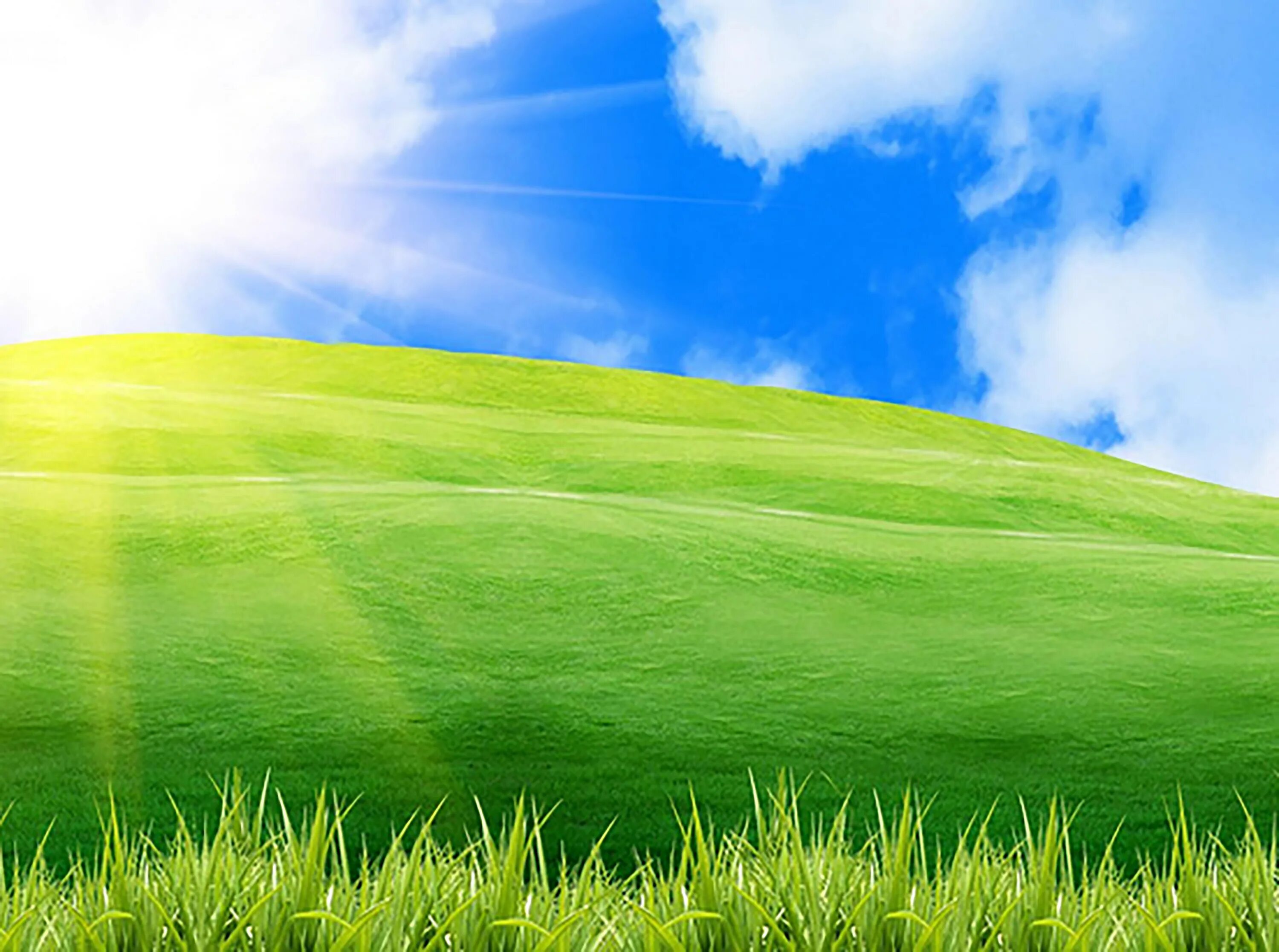 Зеленый луг купить. Зеленое поле. Природа трава. Трава и небо. Зеленые Луга.