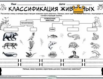 Классификация животных по питанию