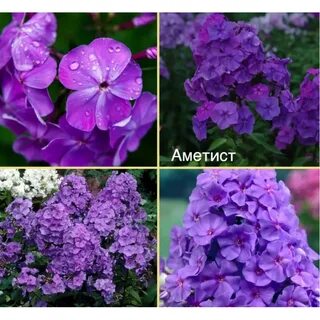 Описание флокса аметист