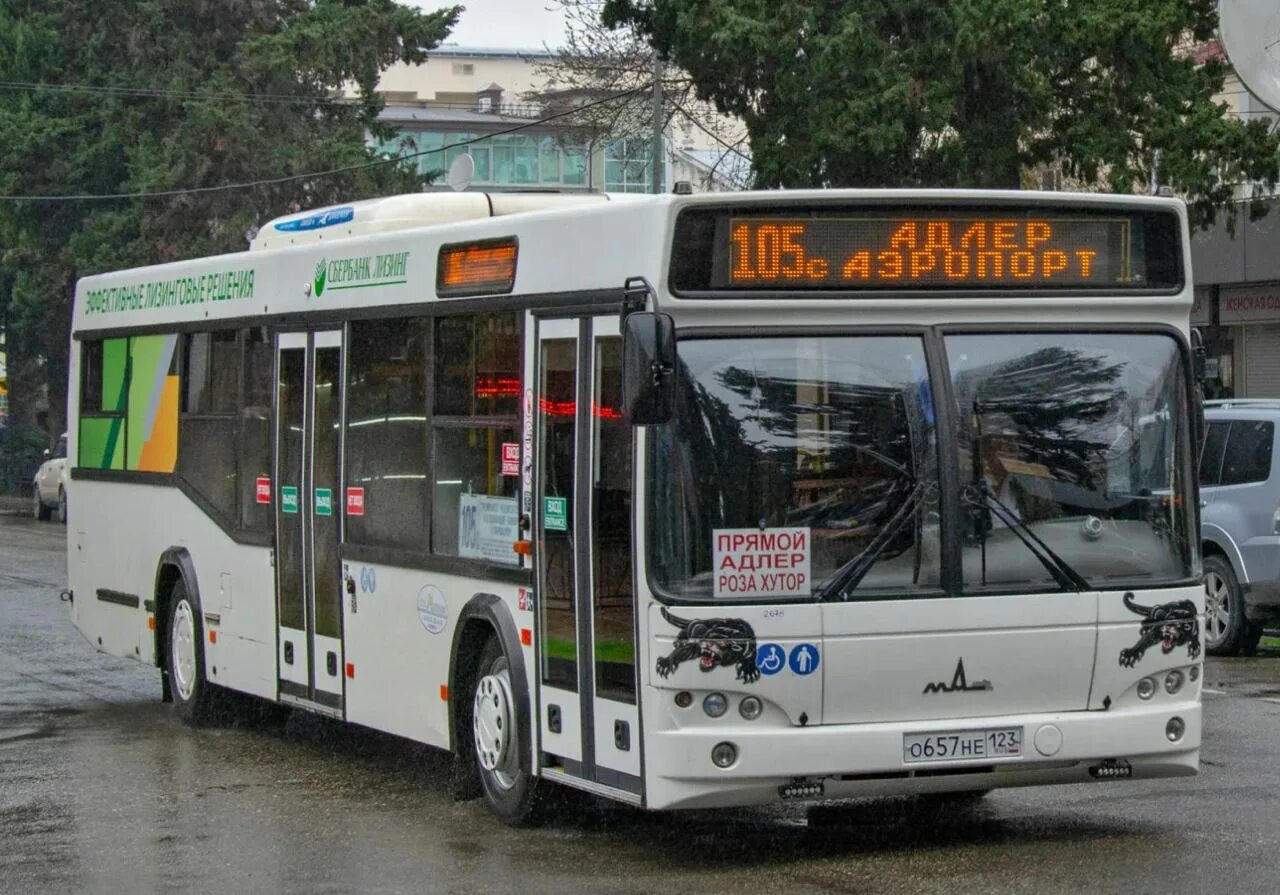 Автобус 105 адлер красная поляна. Маз 203 сочи. Маз-203 автобус сочи олимпийский парк. Автобус 105 адлер красная поляна. Автобус 105 адлер красная поляна.