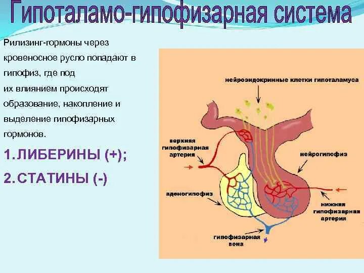 Гормоны надпочечников гормон гипофиза. Гормоны гипоталамо-гипофизарной системы. Гипоталамо-гипофизарная система ядра. Гипоталамо-гипофизарная система гормоны схема. Гипоталамо-гипофизарная система гистология.