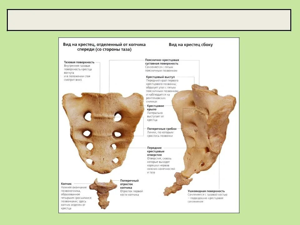 Крестцово-копчиковый отдел позвоночника анатомия. Кости крестца анатомия. Строение позвонков крестца копчика. Кости крестец анатомия человека.