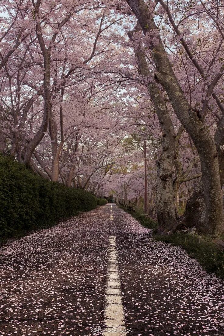 Yellow spring road япония. Цветение Сакуры в Токио. Лес Сакуры. Долина Сакуры в Японии. Сад Сакуры.