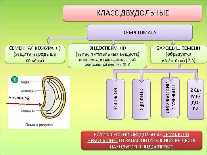 Какую функцию выполняет семена кожура. Семенная кожура образуется. Семя семенная кожура. Зародыш семени образуется. Семя двудольных семенная кожура.