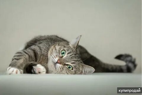 Кошка маня
