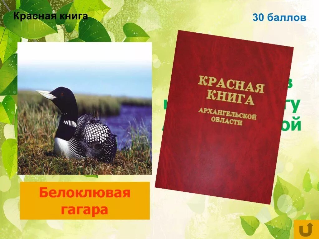 Животные занесенные в красную книгу архангельской области. Красная книга Архангельской области. Птицы занесенные в красную книгу Архангельской области. Книги занесенные в красную книгу Архангельской области. Красная книга арх области.