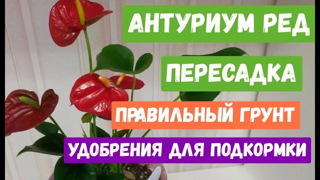 Антуриум грунт для пересадки. Удобрение для антуриума. Подкормка для антуриума. Удобрение для антуриума для цветения. Минеральные удобрения для антуриума.