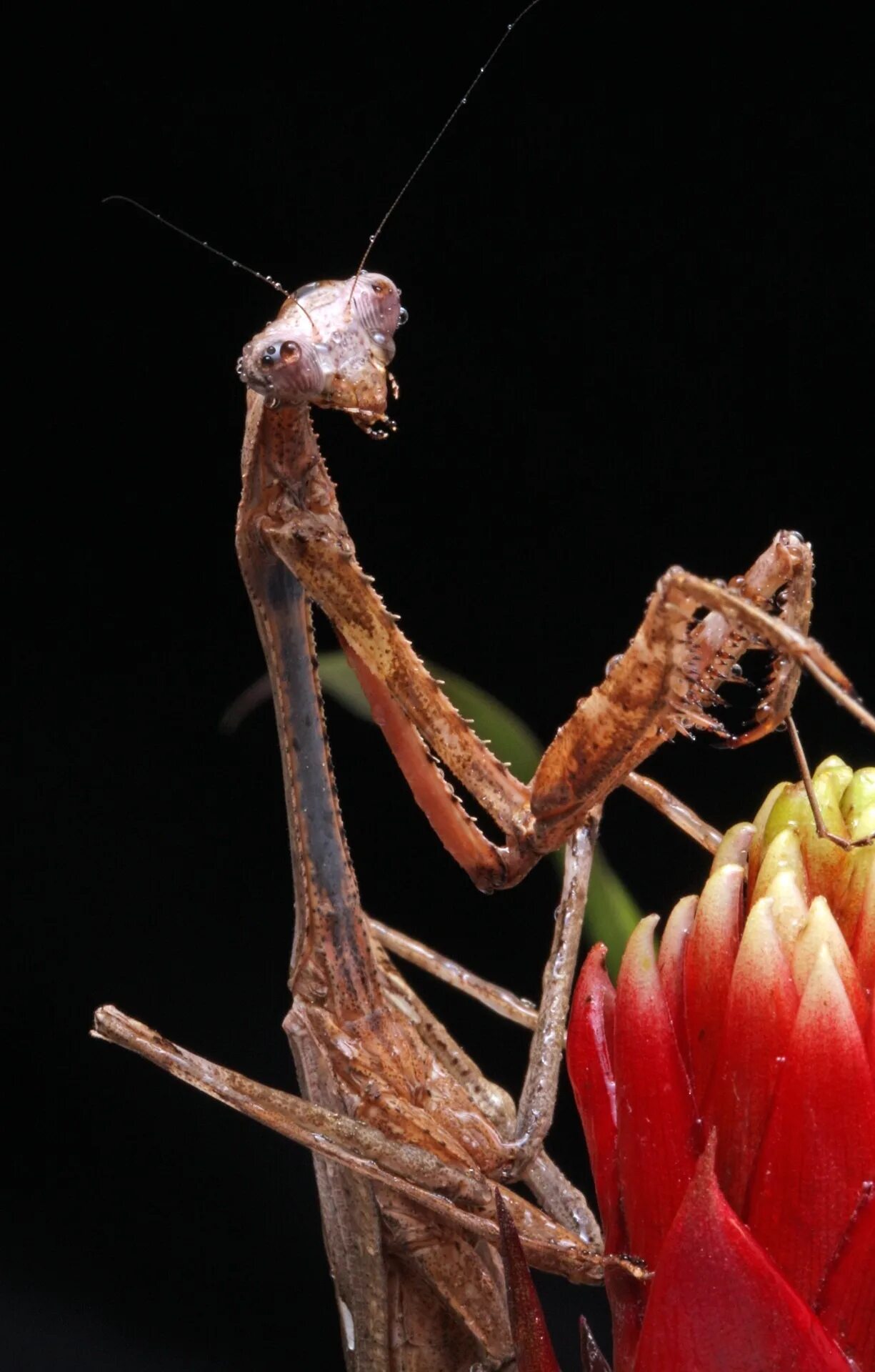 Какого цвета самка богомолов. Жук богомол. Praying Mantis насекомое. Богомол Мантис макро. Орхидейный богомол.