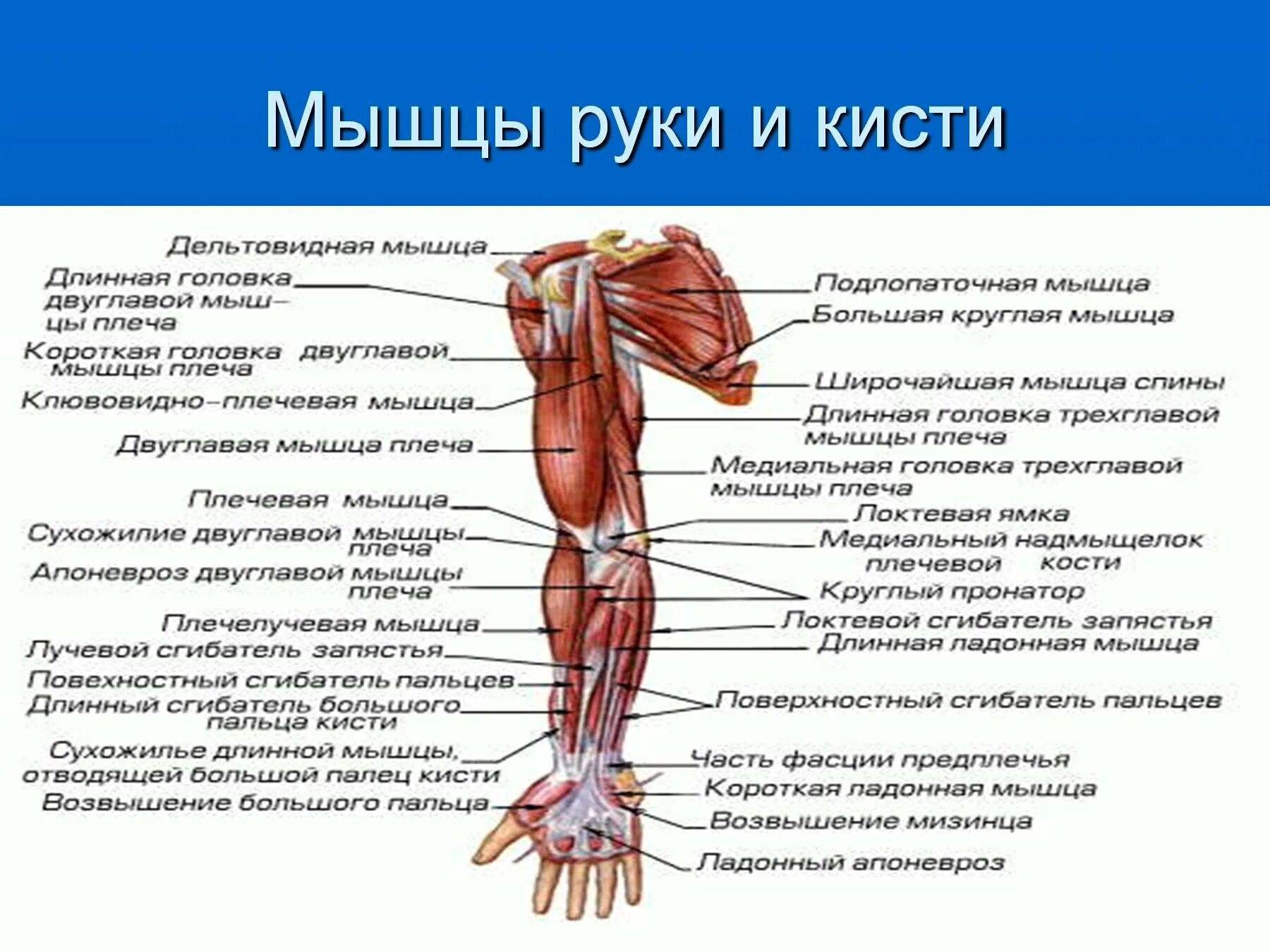 Главная рука как называется