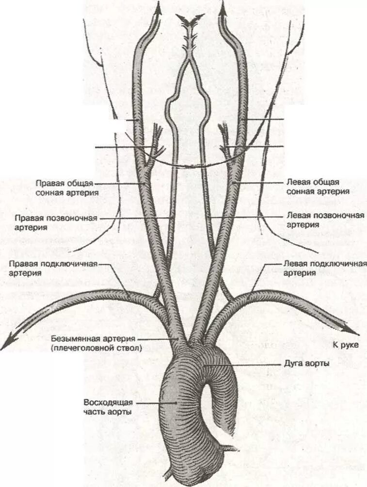 Ветви дуги аорты схема. Схема сосудов дуги аорты. Варианты отхождения от дуги аорты. Ветви дуги аорты анатомия схема. Где находится общая сонная артерия