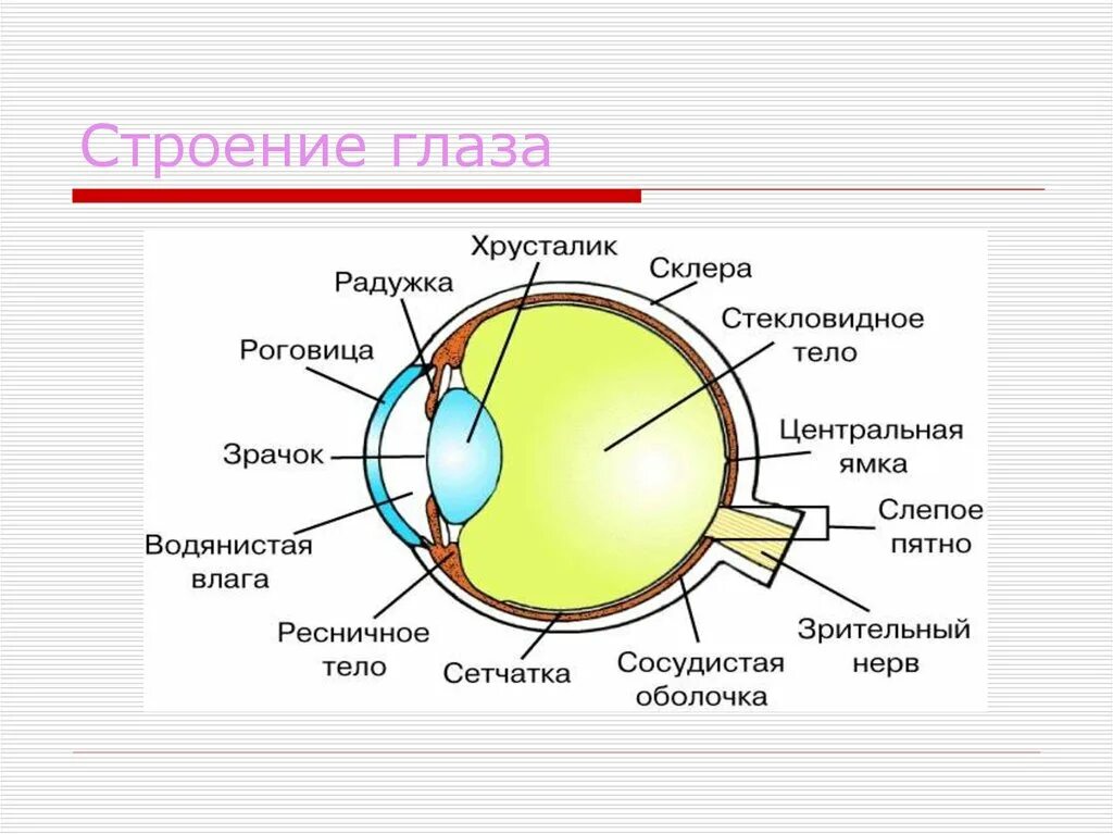 Строение глаза и значение