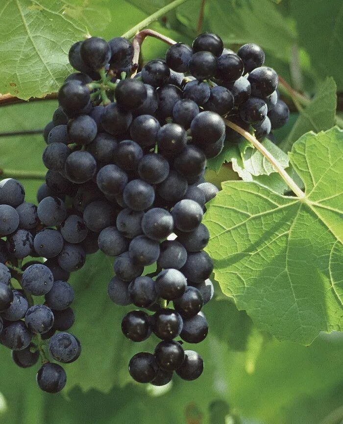 Сорт винограда Башкирский изумруд. Виноград Вардува. Ранние сорта винограда. Винные сорта винограда для средней полосы России.