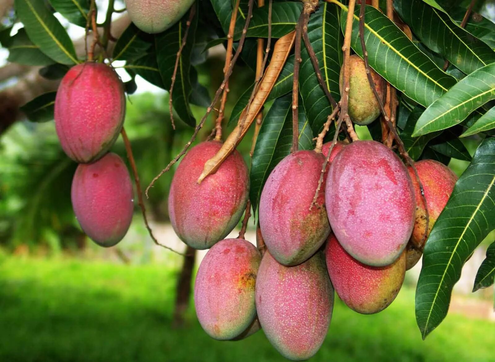 В каких странах растут фрукты. Манго фрукт дерево. Тайское манго дерево. Манго плодовые деревья. Дерево манго в природе.
