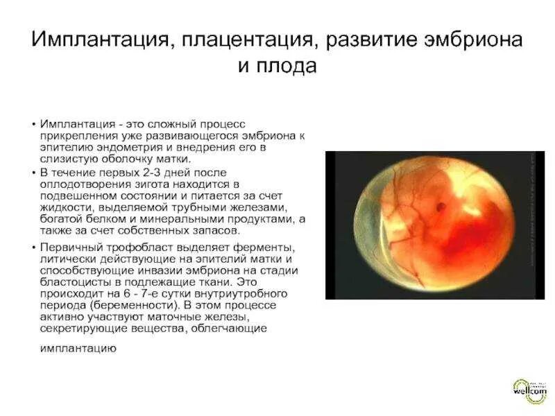 Имплантация эмбриона симптомы. Процесс прикрепления эмбриона. Имплантация зародыша в матке. Имплантация происходит после оплодотворения.