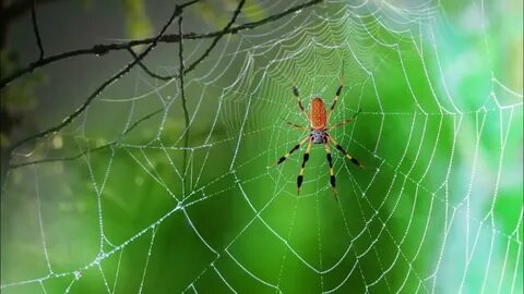 Әйелдер трусикиіндегі порнофотосуреттер