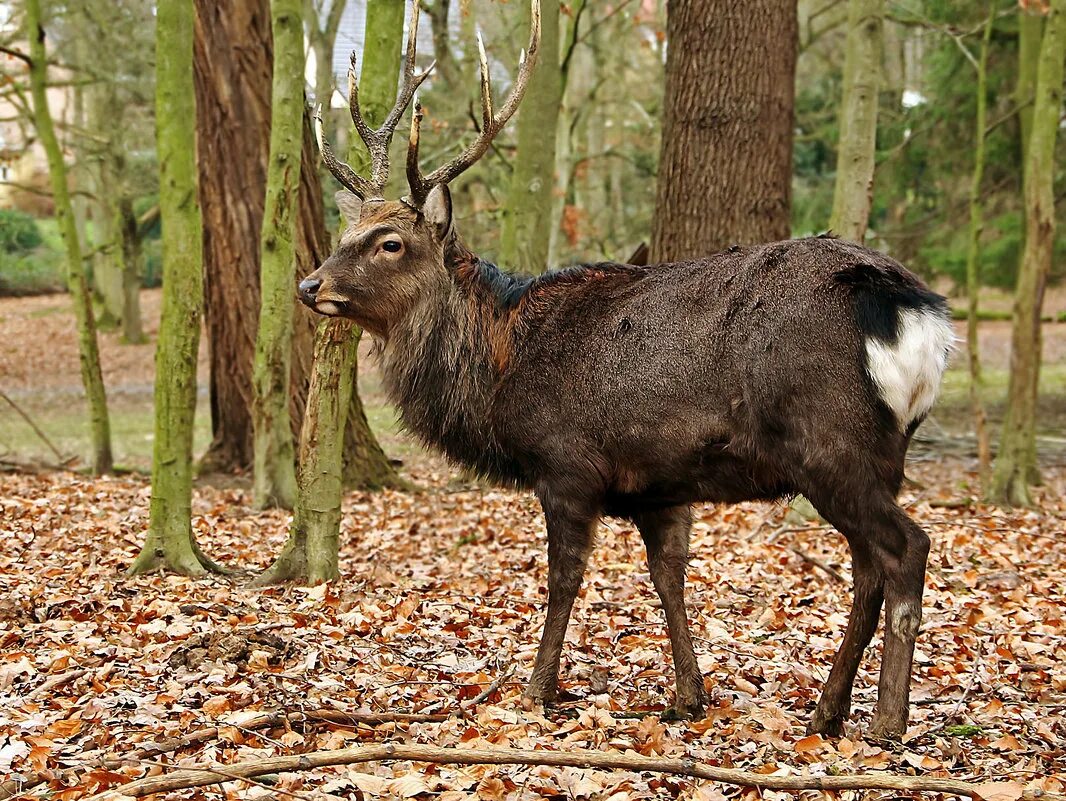 Гордый красавец. Клод дюамель. Йен сомерхолдер. Животные короли леса. Гордый красавец! фото.