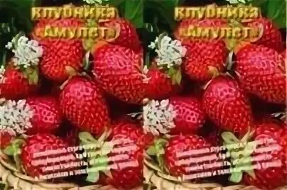Клубника амулет описание сорта фото Саженцы клубники амулет купить в Москве по цене от 100 рублей