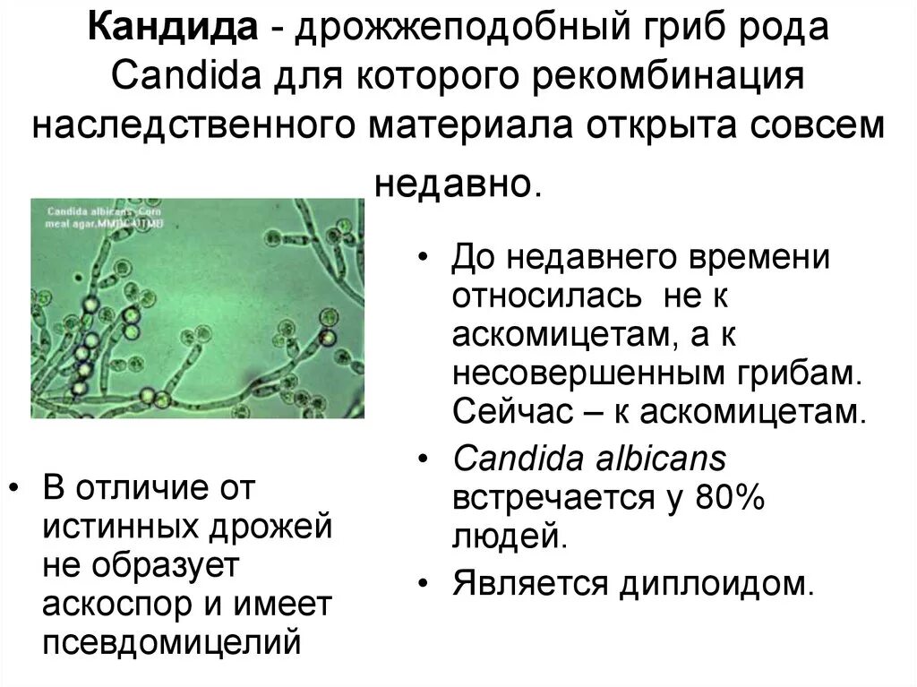 Кандида ниже порогового значения у мужчин что. Микроскопические грибы Candida. Дрожжеподобные грибы рода кандида. Дрожжеподобные грибы рода Malassezia. Грибы кандида альбиканс морфология.