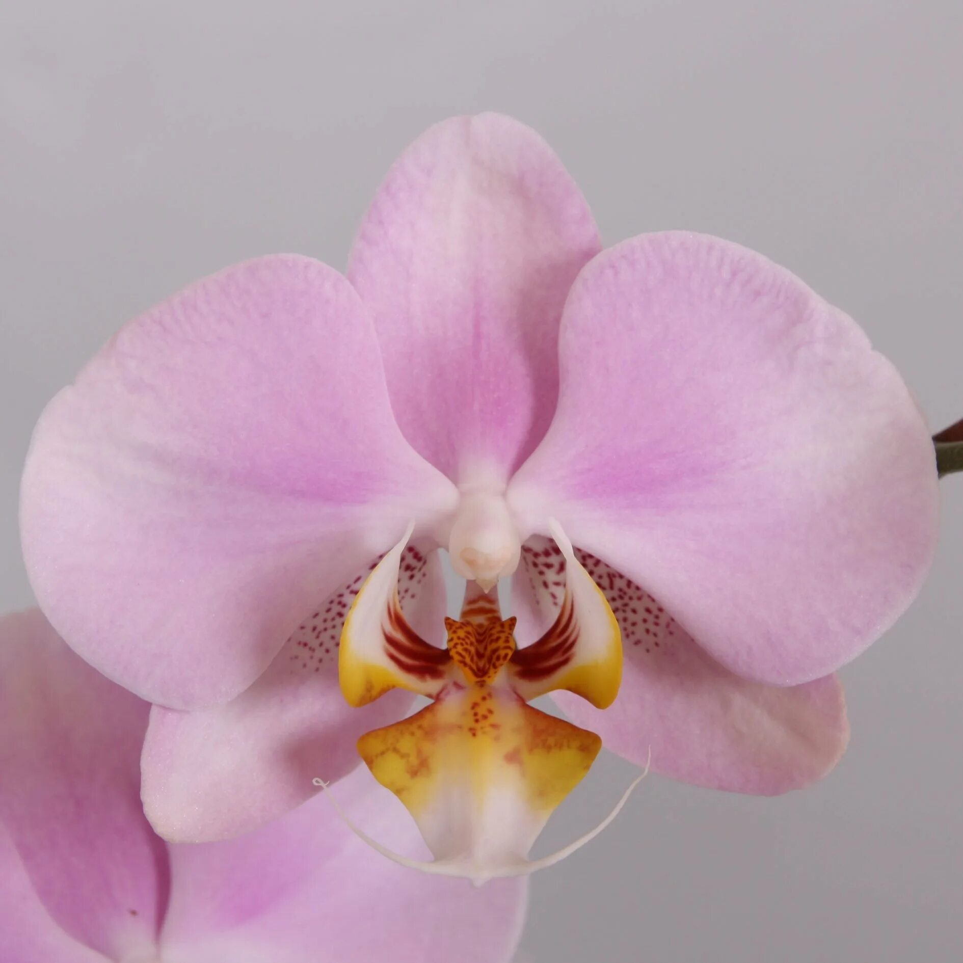 Розовая орхидея с розовой губой. Фаленопсис (phalaenopsis) – орхидея. орхидея фаленопсис легато. фаленопсис saporita орхидея. орхидея салинас phalaenopsis salinas.