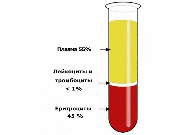 Гемолиз лейкоцитов