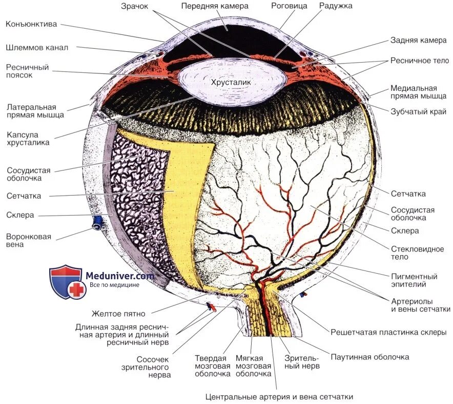Функциональные аппараты глазного яблока гистология. Решетчатая пластинка склеры. Схема строения глазного яблока гистология. Строение органа зрения гистология. Содержит несколько слоев нейронов содержит роговицу защищает