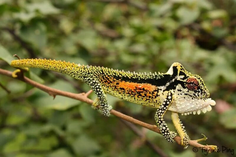 Bradypodion pumilum. Bradypodion thamnobates. Карликовый горный хамелеон. Капский карлик хамелеон.