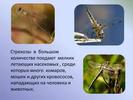 Стрекозы конспект