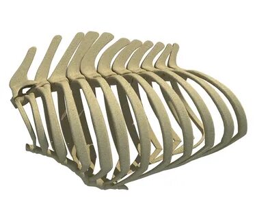 Rib cage