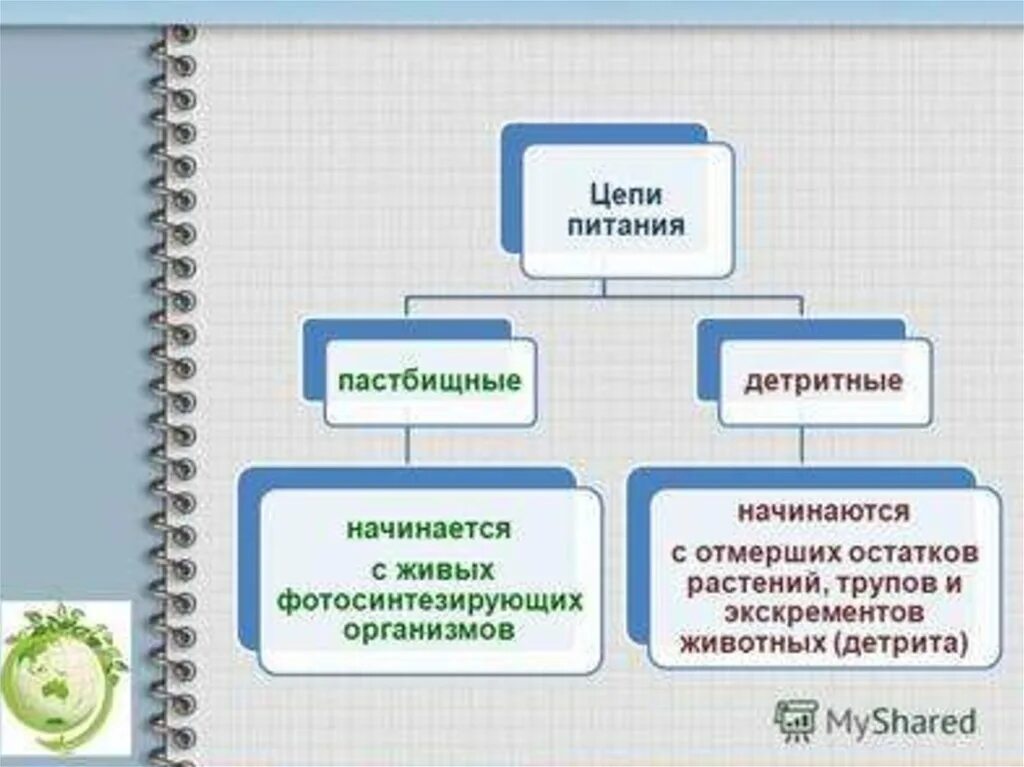 2 пастбищные цепи питания. Пищевые цепи пастбищные и детритные. Пастбищная и детритная пищевые цепи. Пастбищные и детритные цепи питания. Пастбищная цепь и детритная цепь.