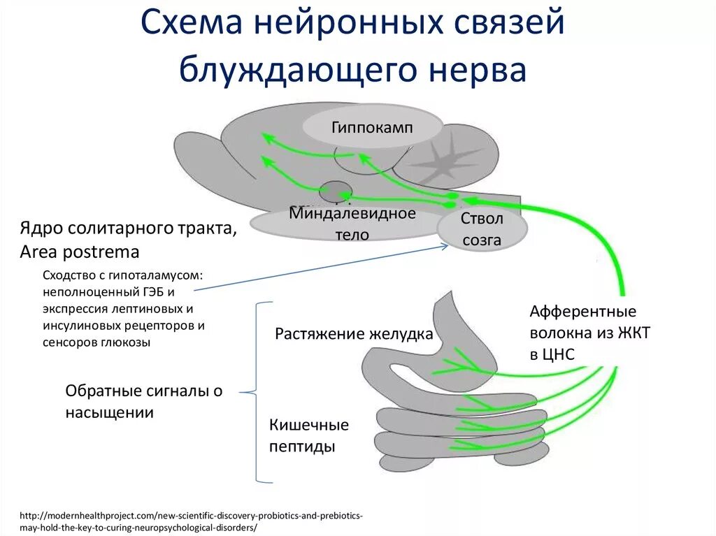 Регуляция блуждающего нерва. Ядра блуждающего нерва схема. Блуждающий нерв ядра. Блуждающий нерв схема ядер. Рецепторы блуждающего нерва.