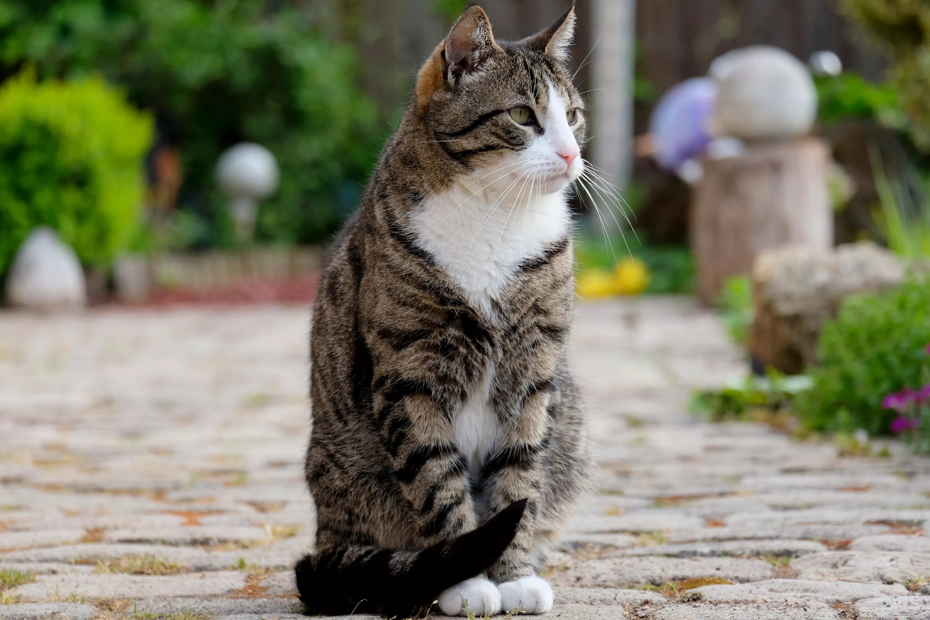 Фото сидящей кошки. Кот сидит. Полосатый кот. Сидячая кошка. Сидячий кот.