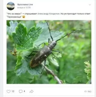 Какие среды обитания освоил усач тополевой