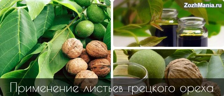 Применение листьев грецкого ореха. Лист грецкого ореха полезные. листья грецкого ореха полезные свойства. полезные свойства листьев грецкого ореха. польза листьев грецкого ореха.