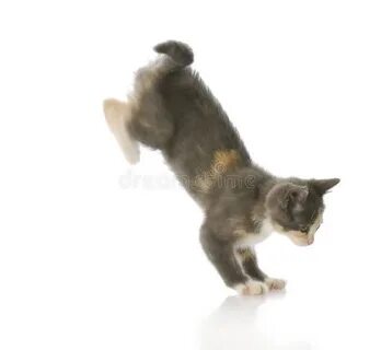 Что делать если кот не двигается