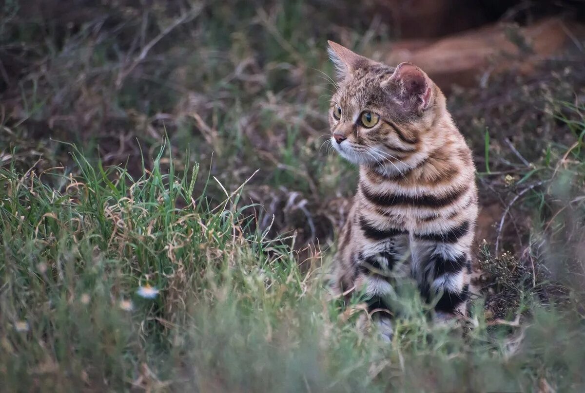 Пустынная черноногая кошка. Южно африканская черноногая кошка. Дикая африканская черноногая кошка. Малая черноногая кошка. Малая черноногая кошка.