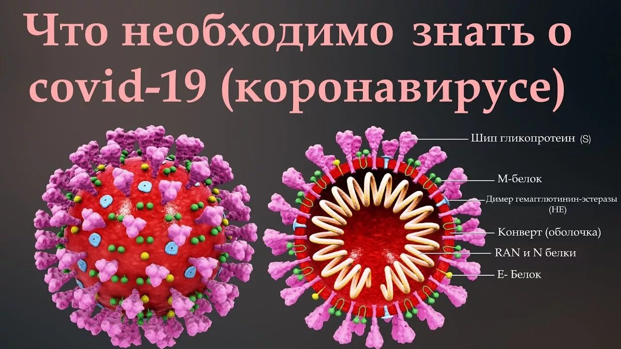 Коронавирус информация. Внимание коронавирус. Что нужно знать о коронавирусе картинки. Коронавирус профилактика. Коронавирус повторные