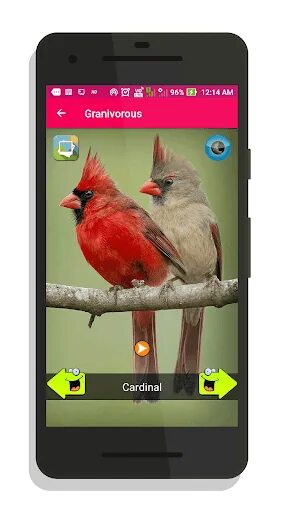 Приложение с птичкой. Аудио звук птицы. Птичка приложение на андроид. Птица со звуком ть.