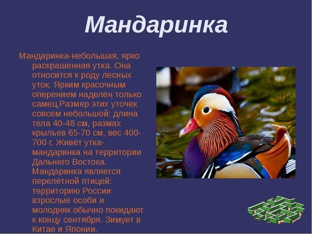 Сообщение о птице 2 класс. Описание птиц. Доклад про птиц. Сообщение о Птичке. Интересные птицы описание.