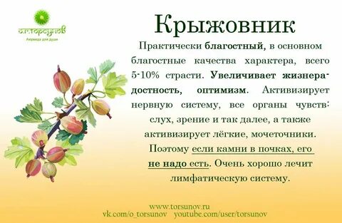 Систематика крыжовника