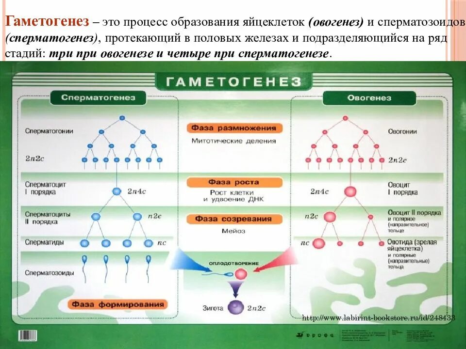 Последовательность этапов образования яйцеклеток