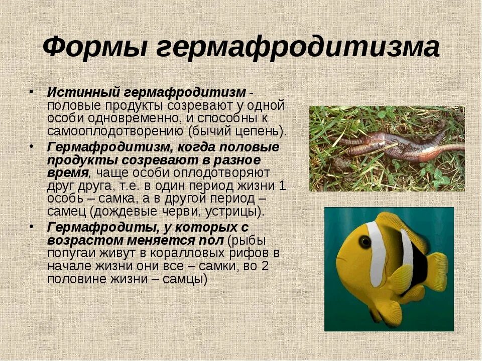 Почему у млекопитающих гермафродиты встречаются редко